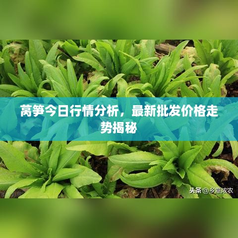 萵筍今日行情分析，最新批發(fā)價格走勢揭秘