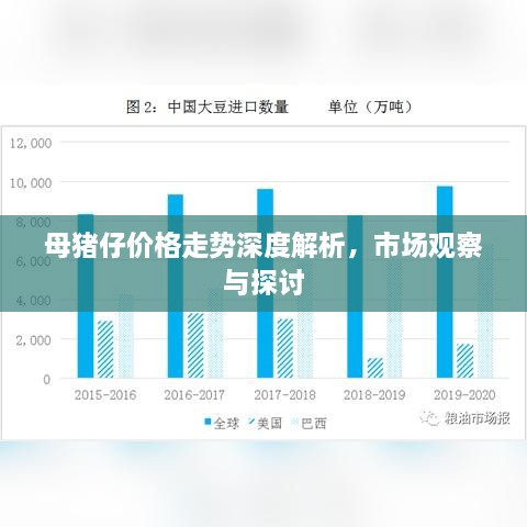 母豬仔價格走勢深度解析，市場觀察與探討