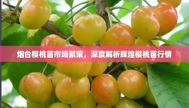 煙臺(tái)櫻桃苗市場(chǎng)繁榮，深度解析輝煌櫻桃苗行情