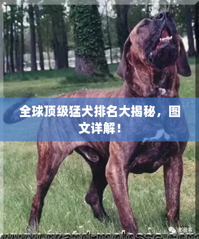 全球頂級猛犬排名大揭秘，圖文詳解！