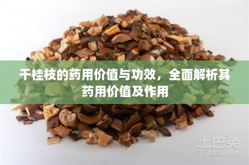 干桂枝的藥用價(jià)值與功效，全面解析其藥用價(jià)值及作用