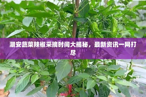 潮安蔬菜辣椒采摘時(shí)間大揭秘，最新資訊一網(wǎng)打盡