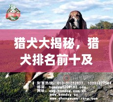 獵犬大揭秘，獵犬排名前十及詳細(xì)圖片介紹