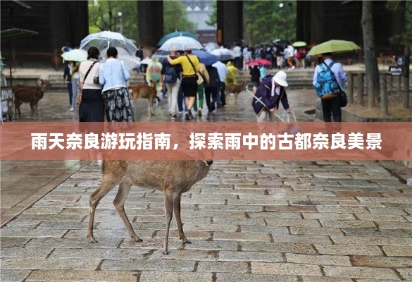 雨天奈良游玩指南，探索雨中的古都奈良美景