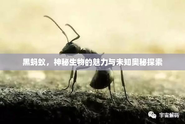 黑螞蟻，神秘生物的魅力與未知奧秘探索