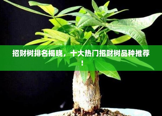 招財樹排名揭曉，十大熱門招財樹品種推薦！