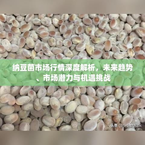 納豆菌市場行情深度解析，未來趨勢、市場潛力與機遇挑戰(zhàn)